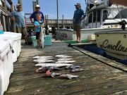 OBX Bait & Tackle Corolla Outer Banks, Corolla Fishing Report