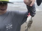 OBX Bait & Tackle Corolla Outer Banks, Corolla Fish Report