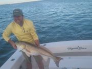 OBX Bait & Tackle Corolla Outer Banks, Corolla Fish Report