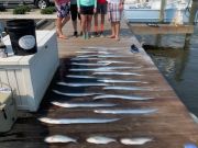 OBX Bait & Tackle Corolla Outer Banks, Corolla Fish Report