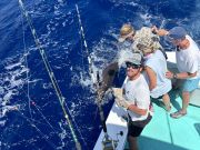 Gecko Sportfishing, Good marlin fishing