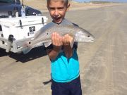 OBX Bait & Tackle Corolla Outer Banks, Corolla Fish Report