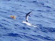 Tuna Duck Sportfishing, Sailfish Releade