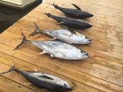 T-Time Charters, Yellowfins