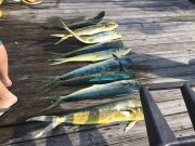T-Time Charters, Gaffers on the Megabite Saturday