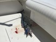 T-Time Charters, This one has teeth