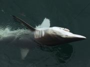 T-Time Charters, Patience paid off sharking today