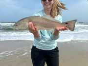 OBX Bait & Tackle Corolla Outer Banks, Corolla Fish Report