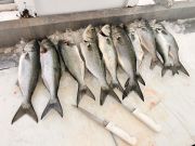 Wanchese Marina, Wanchese Marina Fishing Report