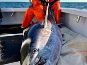 Oceans East Bait & Tackle Nags Head, BIG Bluefin