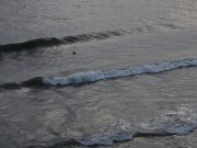 Jennette's Pier, Dolphin Sightings