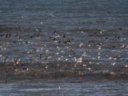 Jennette's Pier, Thousands of Birds!