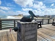 Jennette's Pier, Clean Surf with a Side of Sea Mullet