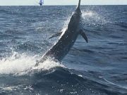 Bite Me Sportfishing Charters, Hooked up Blue Marlin!