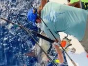 Bite Me Sportfishing Charters, Blue Marlin for Mongo