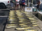 Bite Me Sportfishing Charters, Dolphin and a white Marlin!  Great ole big hatchet bailers!