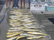 Bite Me Sportfishing Charters, New friends with dolphins!