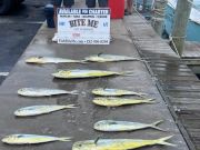 Bite Me Sportfishing Charters, Father Son Day with Dolphin