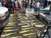 Bite Me Sportfishing Charters, Father Son trip!  Lots of Dolphins!