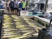 Bite Me Sportfishing Charters, Civiche!