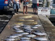 Bite Me Sportfishing Charters, Tuna and Dolphin
