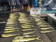 Bite Me Sportfishing Charters, Good dolphin Fishing!