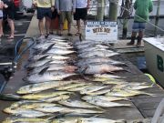 Bite Me Sportfishing Charters, The Gulf Stream was Alive!