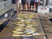 Bite Me Sportfishing Charters, Dolphin and tuna on a pretty day