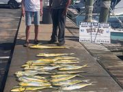 Bite Me Sportfishing Charters, Dolphins with Old Friends