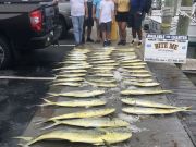 Bite Me Sportfishing Charters, Mahi Mania