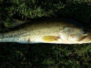 TW’s Bait & Tackle, Daily Fishing Report