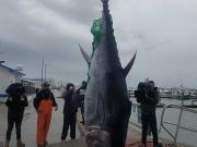 OBX Bait & Tackle Corolla Outer Banks, Corolla Fish Report