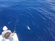 Tuna Duck Sportfishing, Gorgeous Weather and Dolphin Today