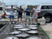 Pirate's Cove Marina, Tuna Time!