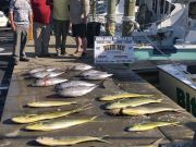 Bite Me Sportfishing Charters, Awesome Kite Bites! Tuna Mahi!