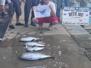 Bite Me Sportfishing Charters, Tunas and a Sailfish