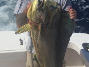 Bite Me Sportfishing Charters, Big Gaffers!