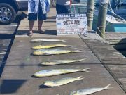 Bite Me Sportfishing Charters, Blue Marlin, 2 Sailfish and a mess of dolphin