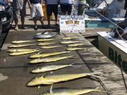 Bite Me Sportfishing Charters, Dolphin, yellowfin, blackfin!