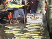 Bite Me Sportfishing Charters, Dolphins!