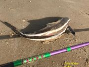 TW’s Bait & Tackle, Daily Fishing Report