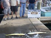 Bite Me Sportfishing Charters, Wahoo Dolphin