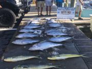 Bite Me Sportfishing Charters, Tuna! Tuna! Tunas and dolphin!