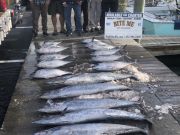 Bite Me Sportfishing Charters, Wahoo and Tuna!