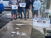Bite Me Sportfishing Charters, Sailfish!