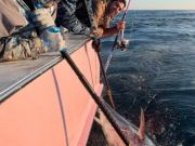Oregon Inlet Fishing Center, Fun Day with the Bluefins!