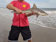 OBX Bait & Tackle Corolla Outer Banks, Corolla Fish Report