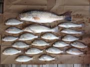 OBX Bait & Tackle Corolla Outer Banks, Corolla Fishing Report