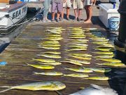 Pirate's Cove Marina, Fin-tastic Friday