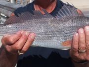 Jennette's Pier, Red Drum